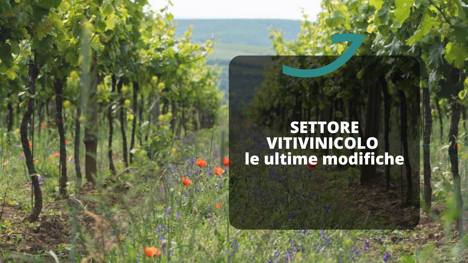 settore vitivinicolo modifiche autorizzazioni